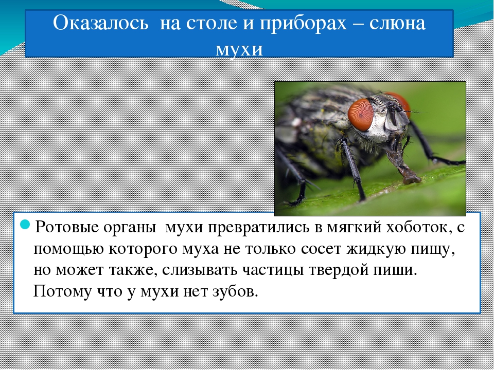 Характер мухи. Цикл развития комнатной мухи. Комнатная Муха цикл строения. Продолжительность жизни комнатной мухи. Продолжительность жизни мухи обыкновенной комнатной.