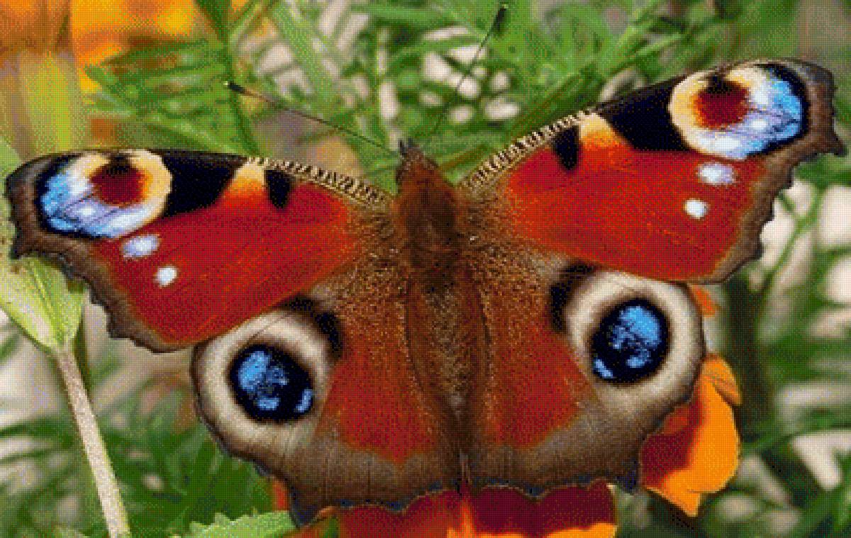 Крылья бабочки павлиний глаз. Дневной павлиний глаз бабочка. Павлиний глаз (бабочка). Бабочка Махаон павлиний глаз. Отряд чешуекрылые павлиний глаз.