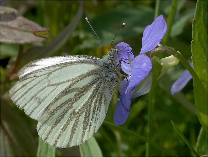 Бабочка павлиний глаз – одно из чудес природы
