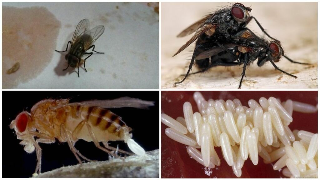 Чем питаются разные виды мух