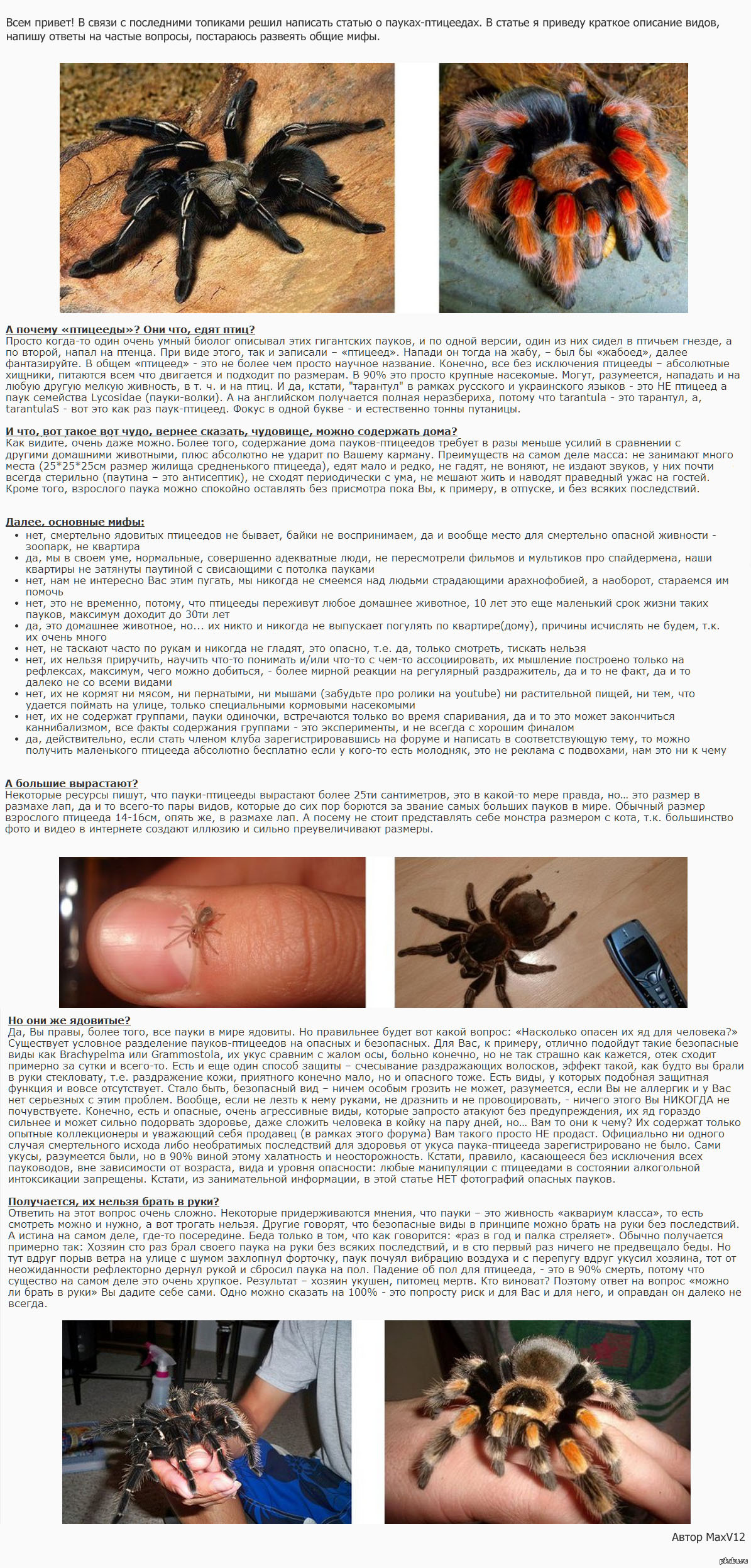 Домашние пауки – фото, виды, содержание, питание, размножение