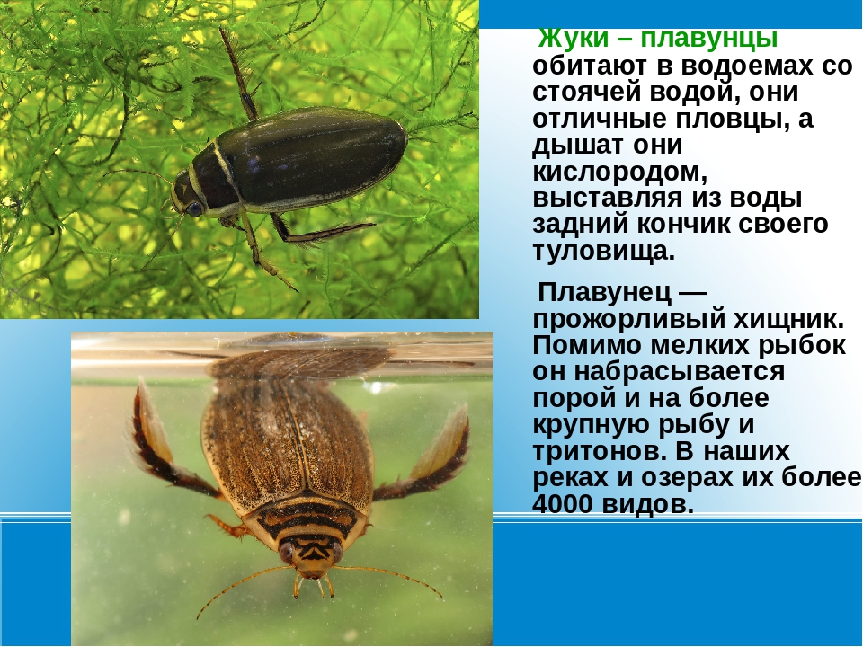 Содержание жука плавунца в домашних условиях: сколько хищник проживет в неволе