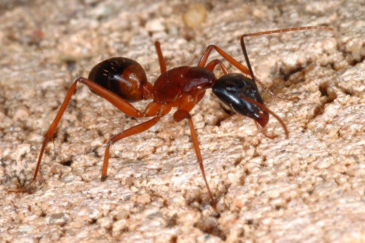Красные огненные муравьи
