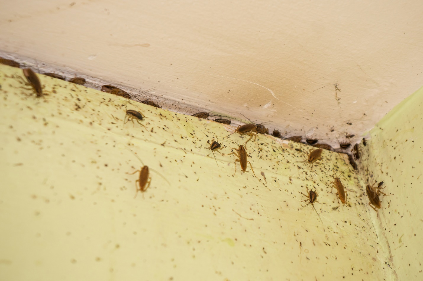 8 основных причин появления тараканов в вашей квартире