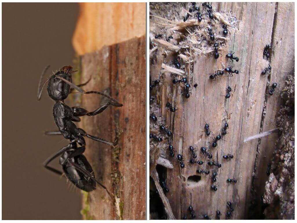 Виды муравьев — строение и описание