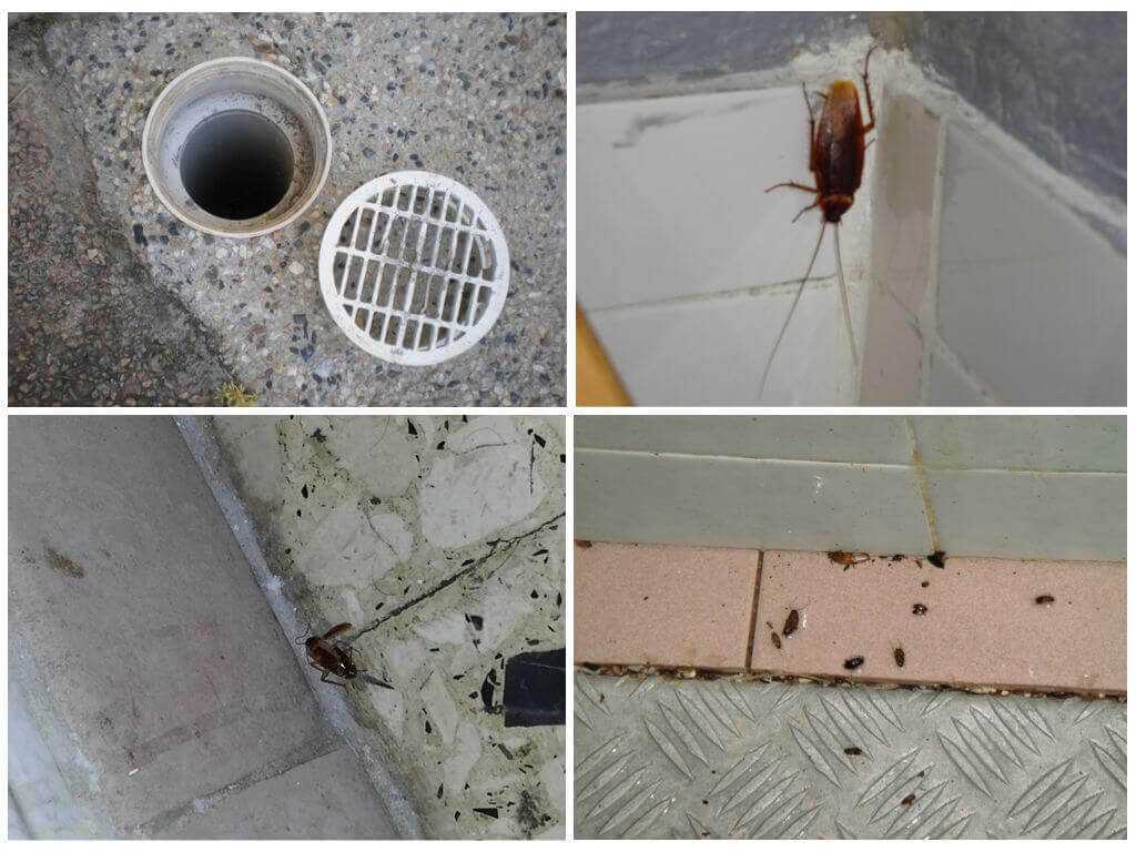Тараканы от соседей: как решить проблему в разных ситуациях