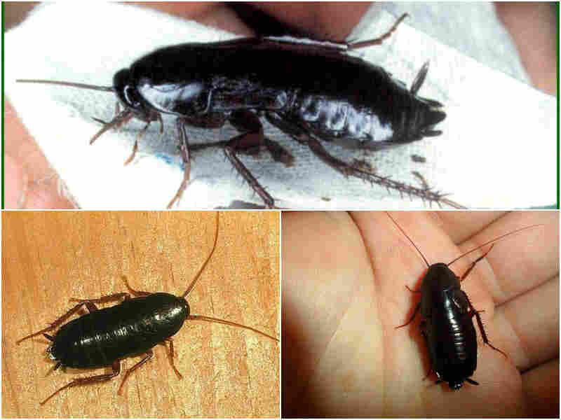Черные тараканы в квартире – откуда берутся и как избавиться