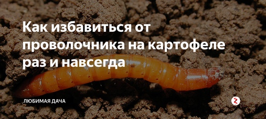Проволочник — беспощадный вредитель картофеля. как избавиться от проволочника? — ботаничка.ru