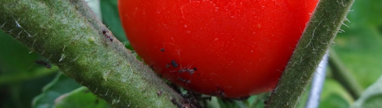 Как бороться с клопами на помидорах