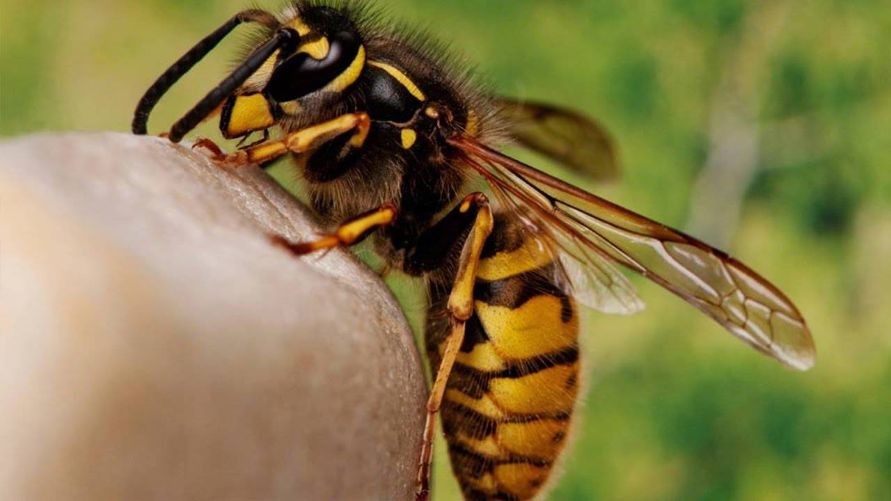 Первая помощь после укуса осы,пчелы. народные методы лечения осиных укусов.