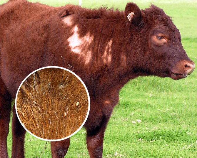 Как избавиться от блох, вшей и клещей у коровы (крс) | апиценна