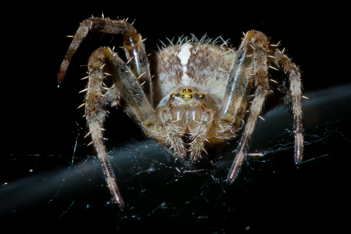 В россии открыт новый вид самого страшного паука в мире - hi-news.ru