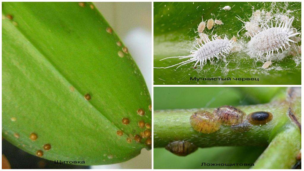 Вредители орхидей фаленопсис и борьба с ними