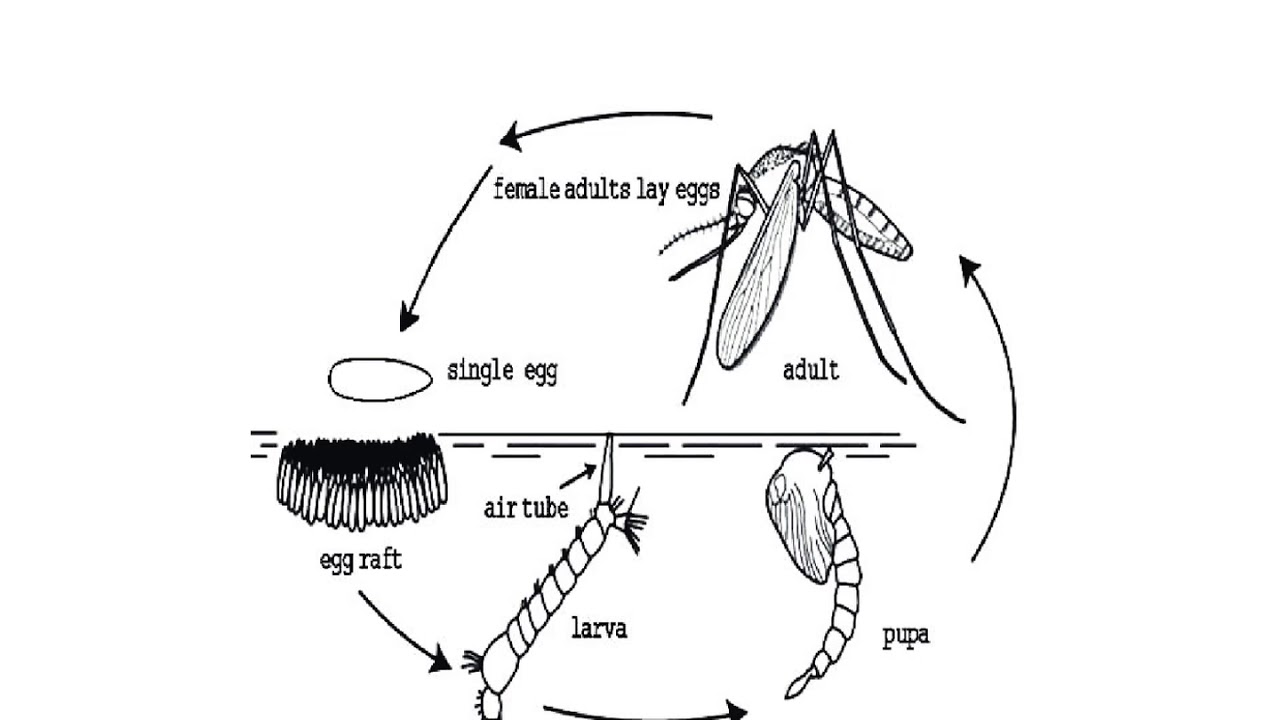 Зеленые комары-звонцы (комары-дергуны) – фото и описание