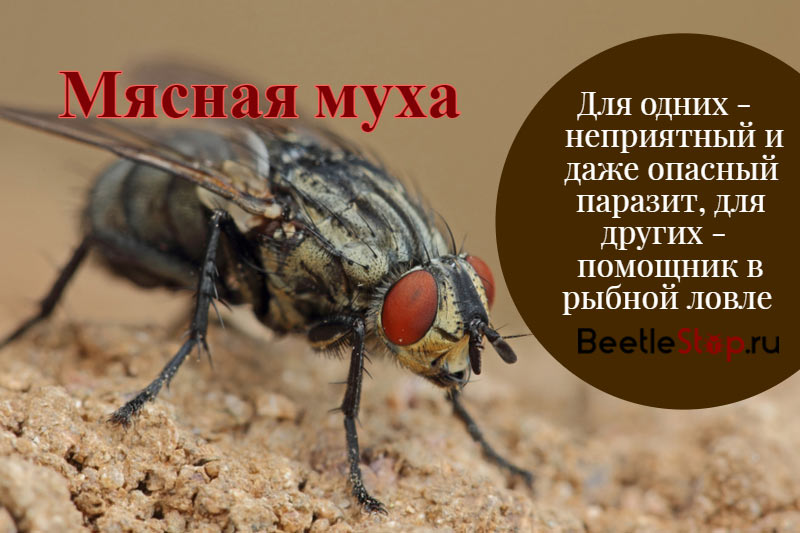 Мясная муха – фото и описание