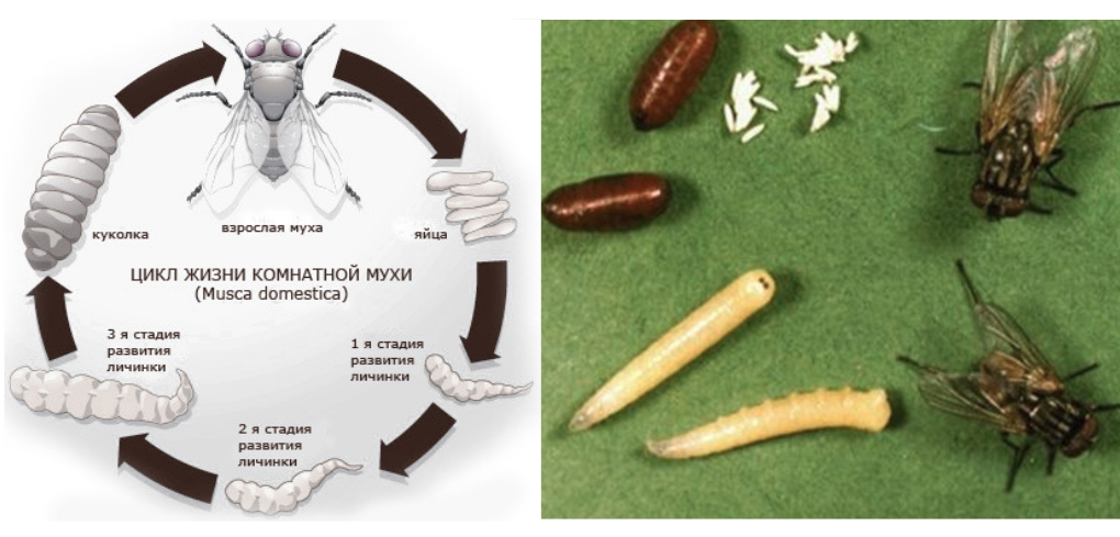 Жизненный цикл мух, размножение, личинки и прочее... / как избавится от насекомых в квартире