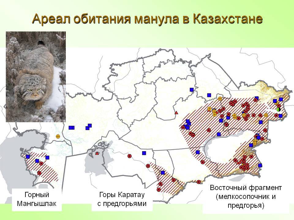 Африканская черноногая кошка