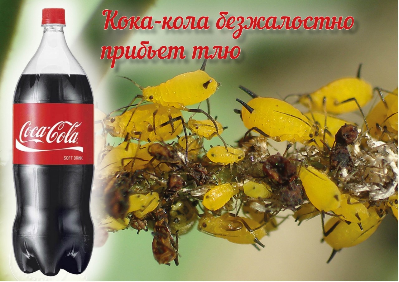 Кока-кола против тли