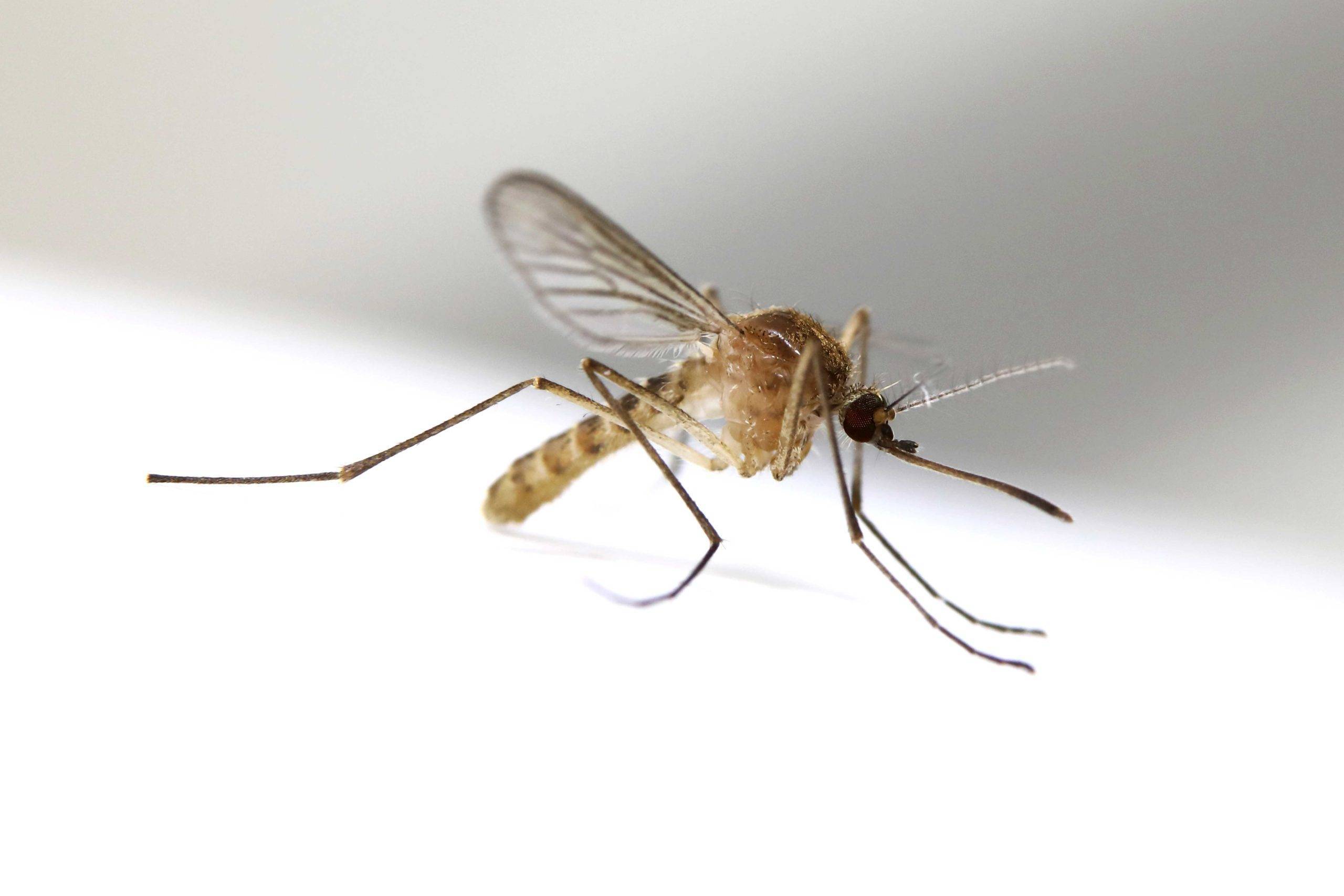 Когда комары пропадают, спят или нет?