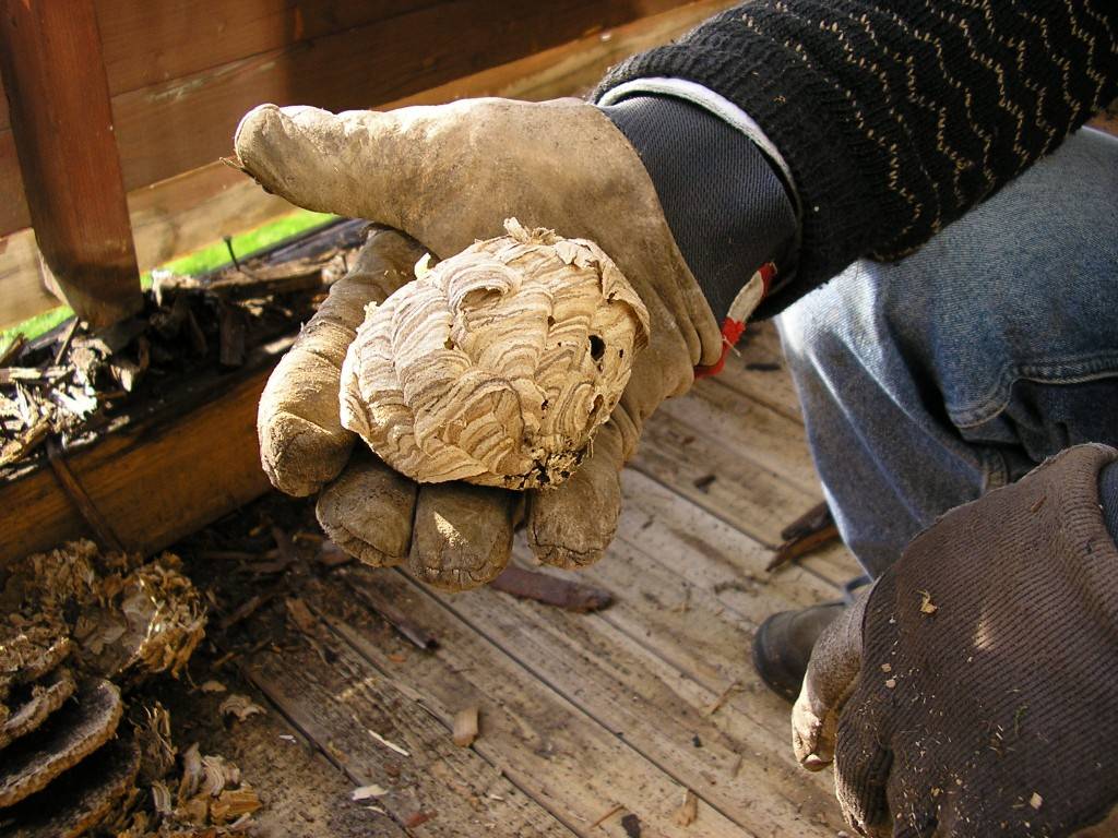Как избавиться от шершней - способы избавления в доме, на участке и на крыше от гнезда