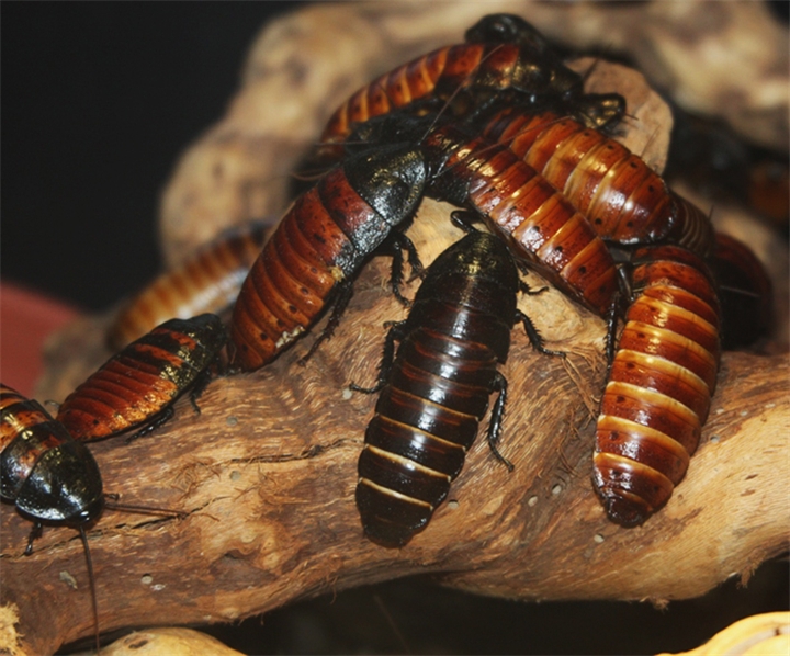 Мраморный кормовой таракан — отличная еда для ваших домашних варанов и ящериц. мраморные тараканы (nauphoeta cinerea): описание и содержание