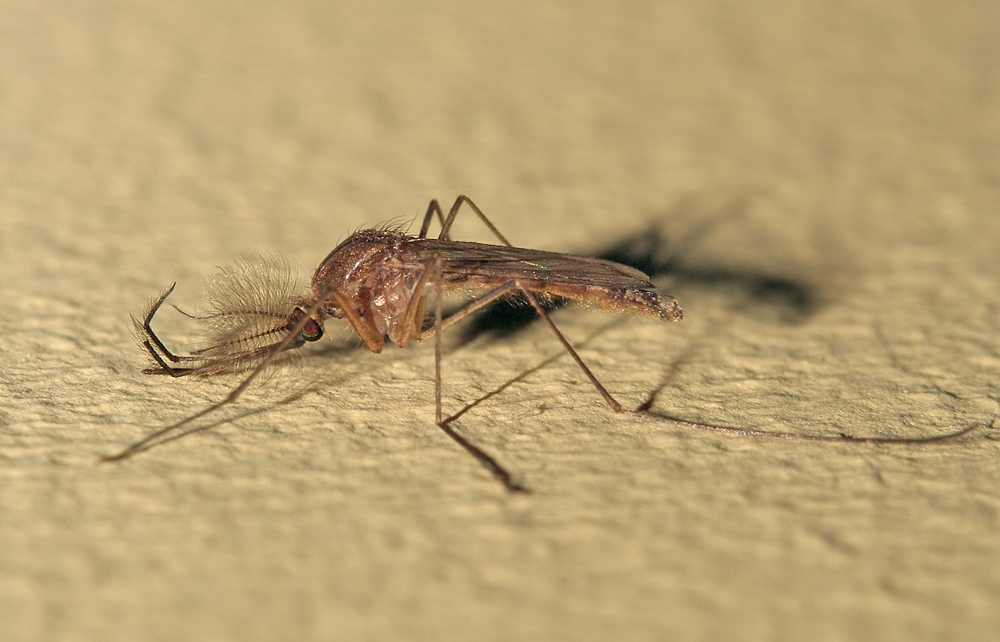 Чем лечить укусы комаров у детей, могут ли быть они опасны?