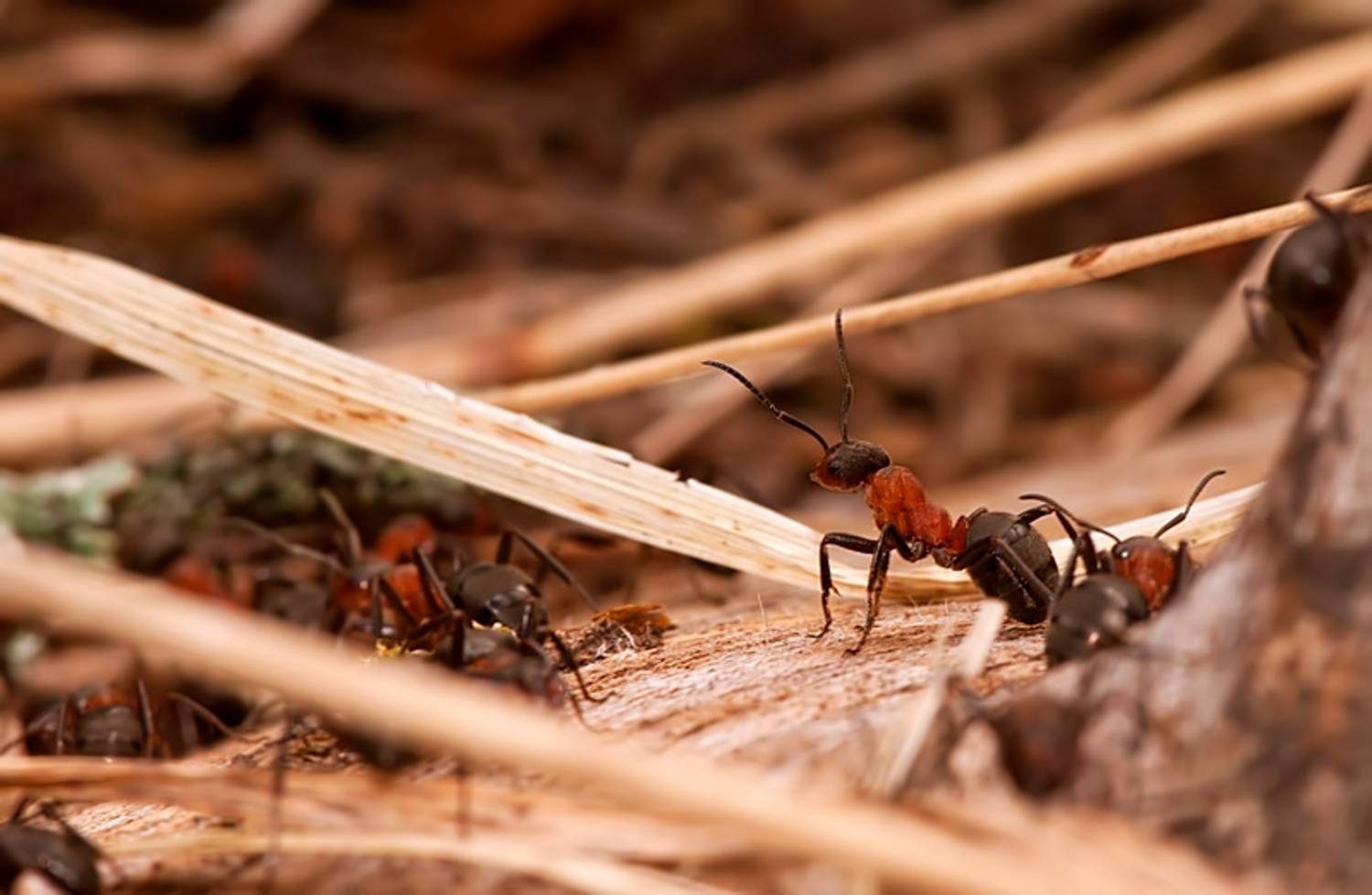 Рыжие муравьи в квартире: причины появления и как от них избавиться
