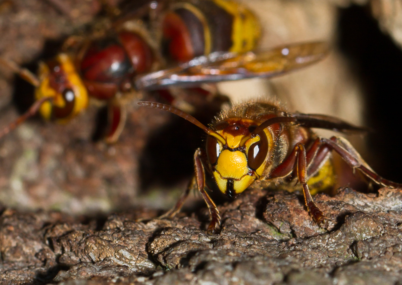 Шершень и пчела сравнение фото и описание