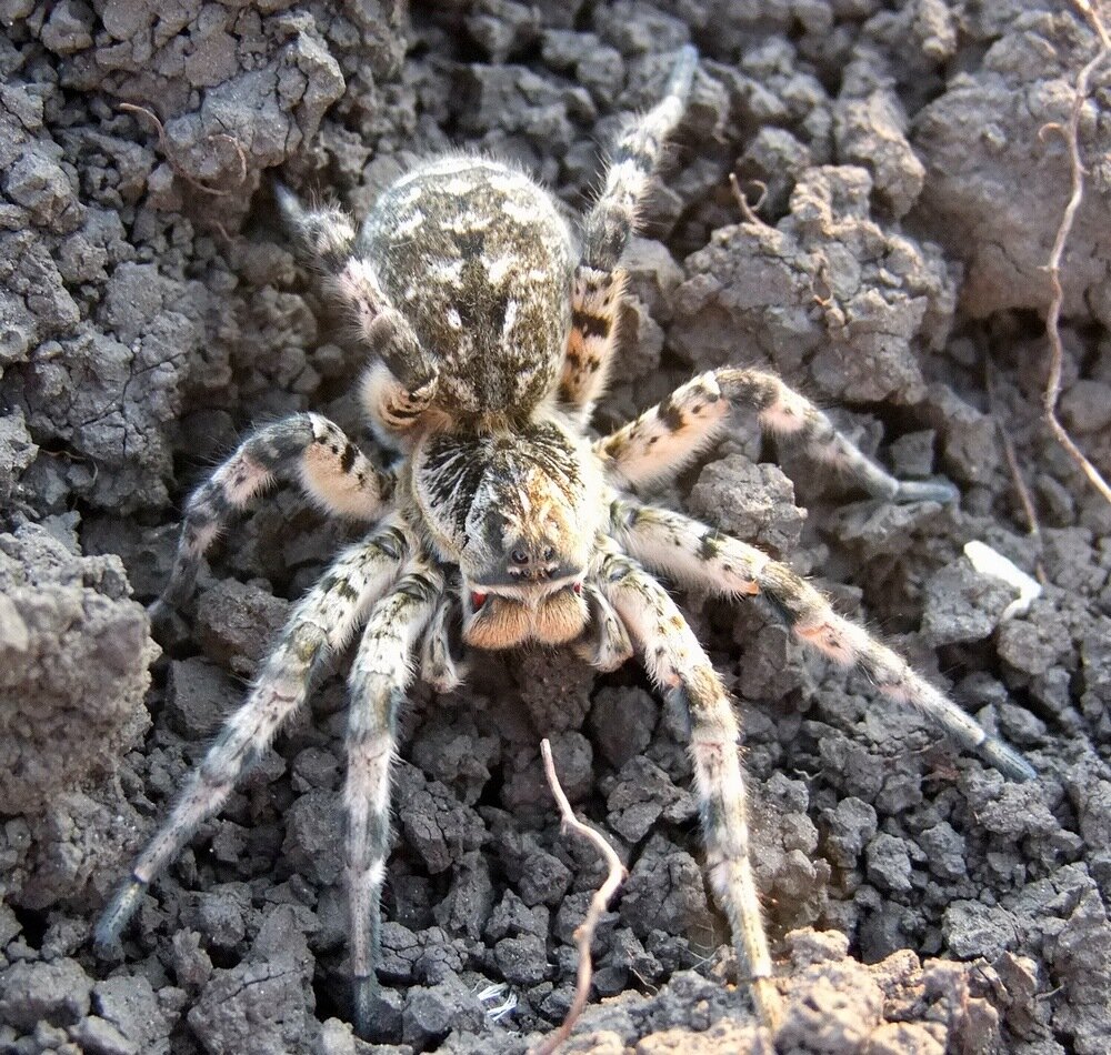 Южнорусский тарантул, или мизгирь