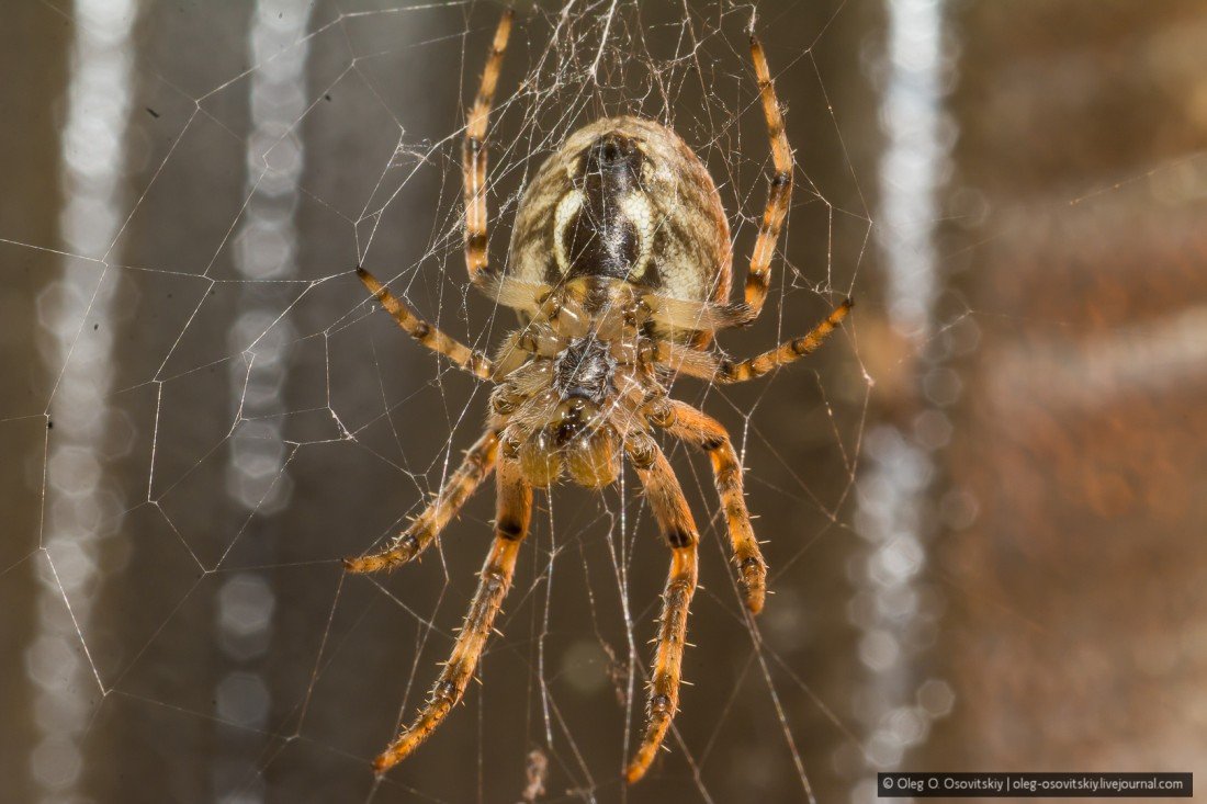 Самые опасные пауки в россии – список, описание, где водятся, чем опасны, фото и видео. рейтинг опасных пауков, обитающих в росcии