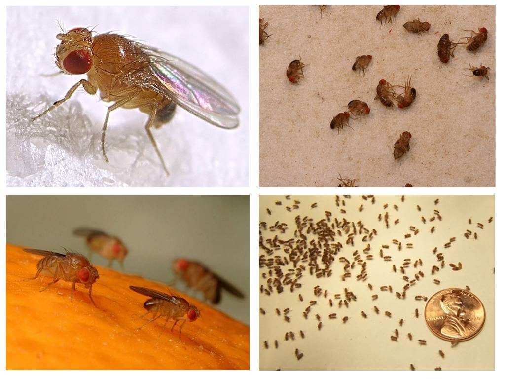 Чем питаются мошки и их личинки. как избавиться от мелких мошек в доме: способы войны с раздражителями