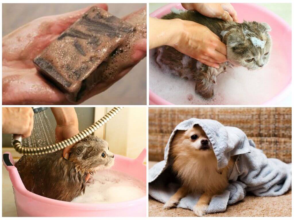 Дегтярное мыло от блох у кошек | отзывы, можно ли мыть, помогает ли