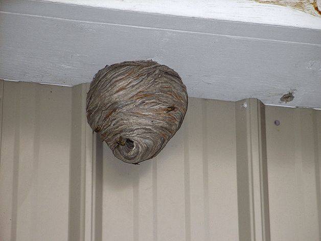 Как избавиться от осиного гнезда на балконе