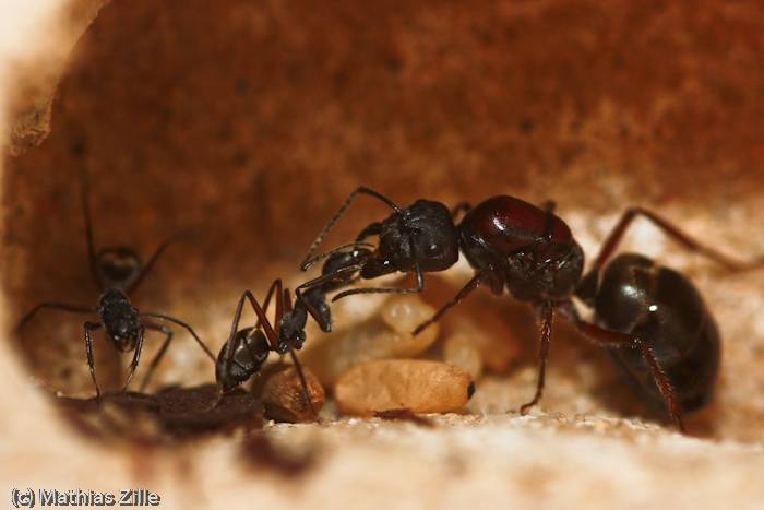 Как готовятся к зиме муравьи и делают ли запасы на зиму?