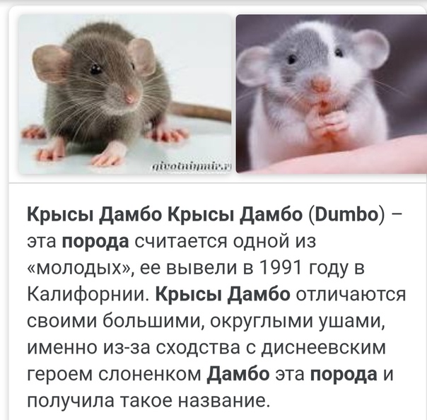 Размер и вес маленькой и взрослой крысы