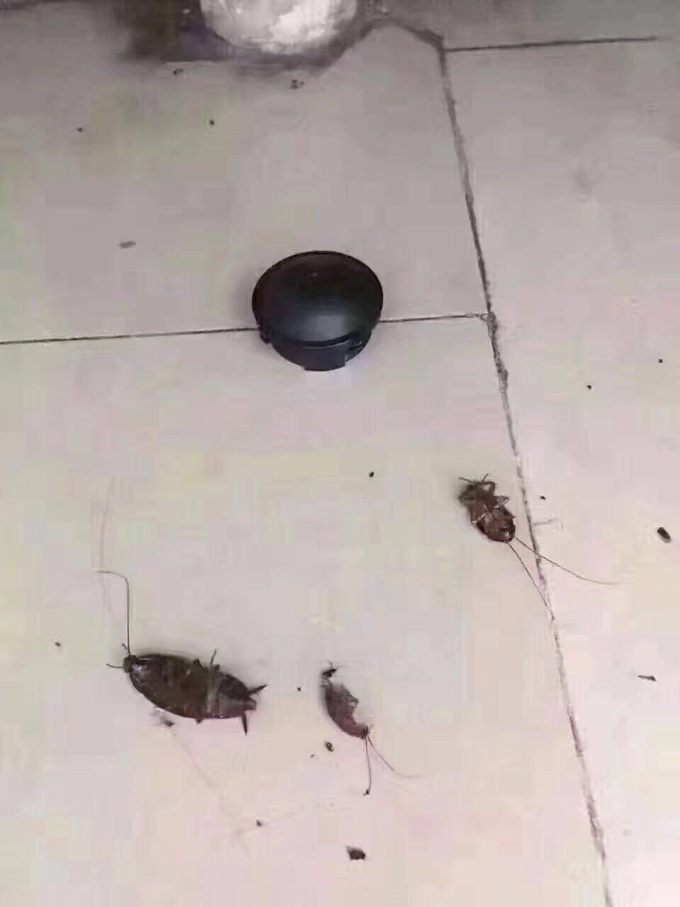 Где живут тараканы в квартире