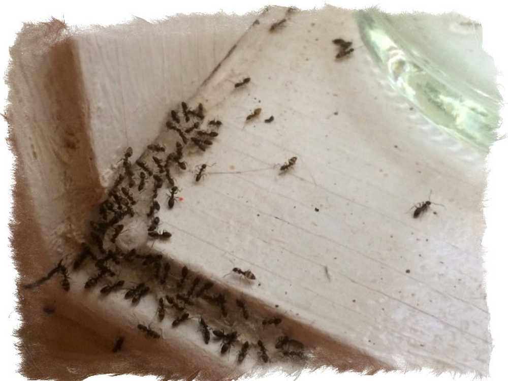 Как избавиться от муравьев в частном доме?