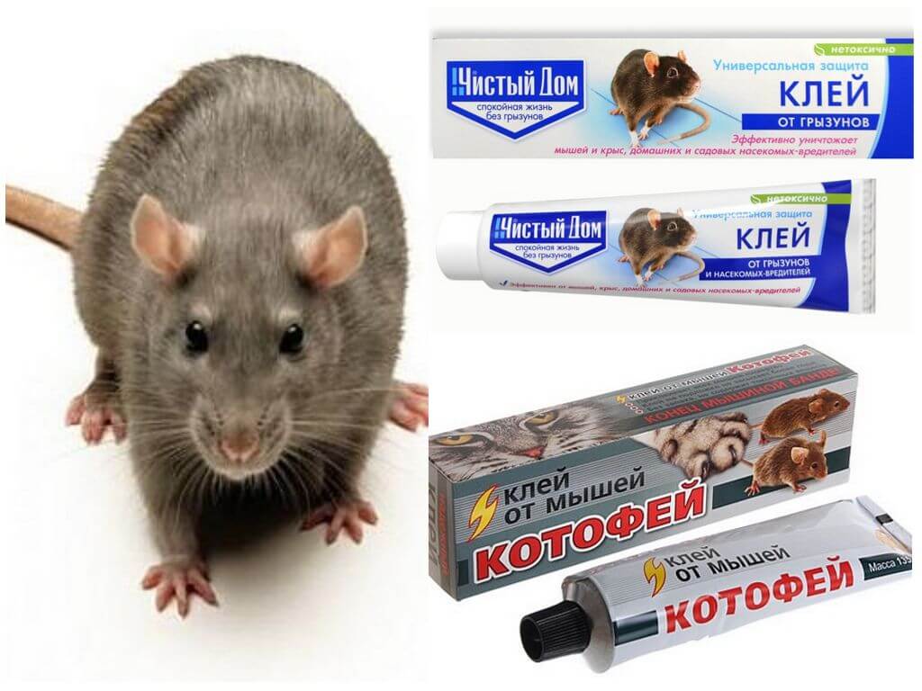 Клей от крыс и мышей: виды, инструкция по применению средства, достоинства и недостатки