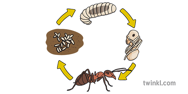 Какое развитие у муравья. Цикл развития муравья. Муравьи яйца личинки куколки. Жизненный цикл муравьёв. Жизненный цикл муравья.