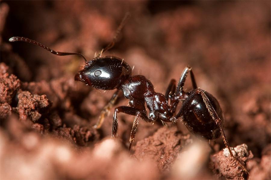 Степные муравьи-жнецы (messor structor): содержание и уход, чем кормить в домашних условиях