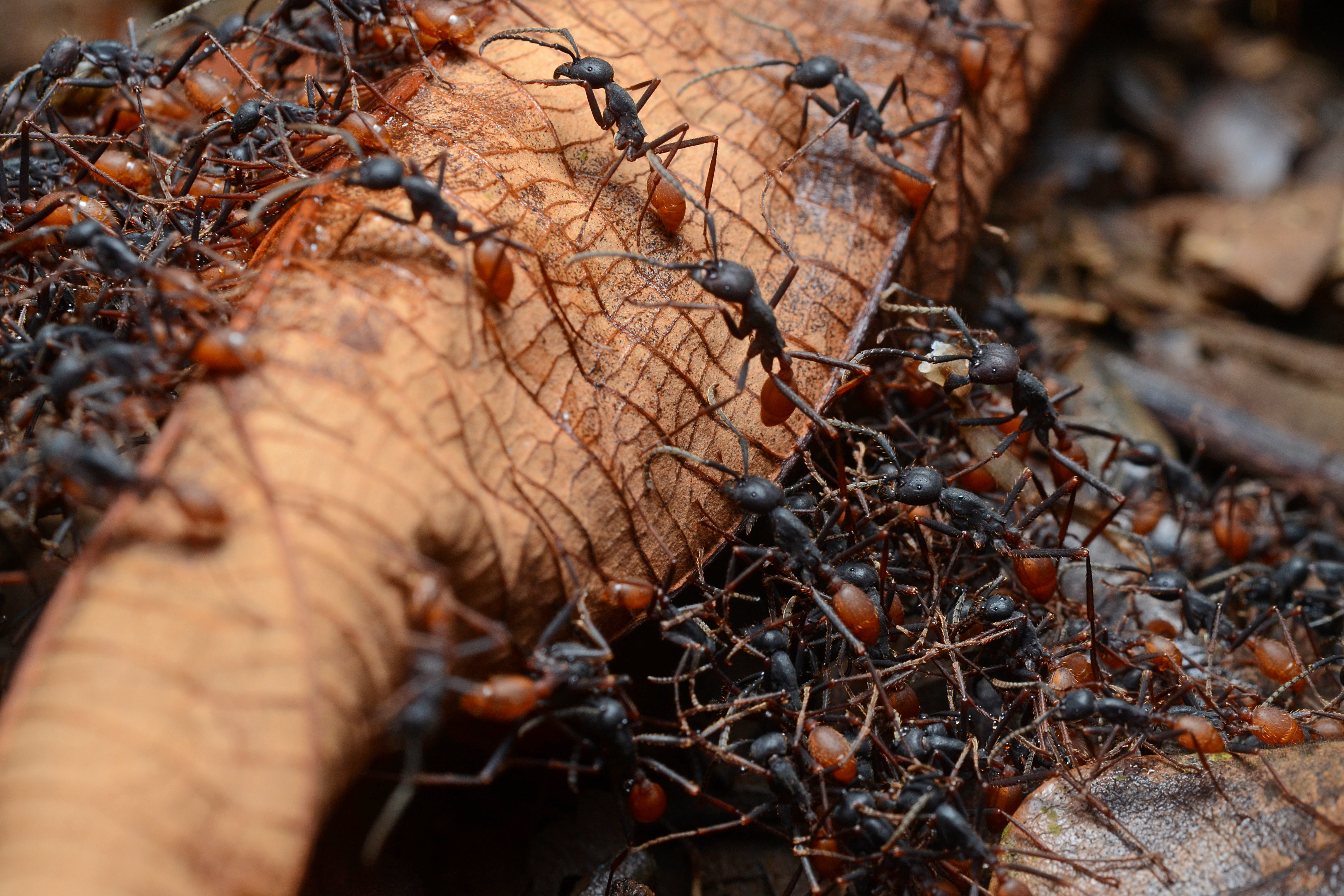 Заболевшие муравьи. Эцитоны Бурчелли. Марабунта муравьи. Trichonympha термиты. Муравьи Эцитоны Бурчелли.