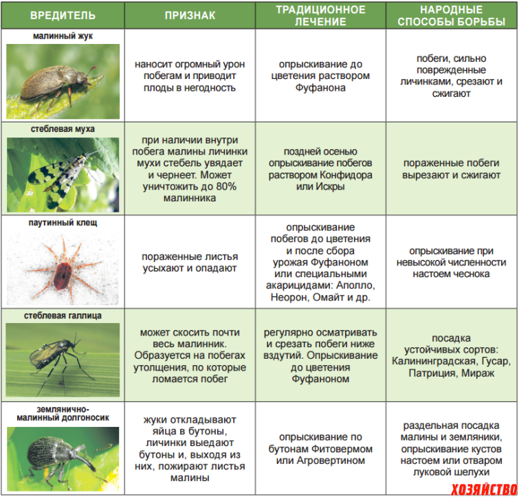 Методы борьбы с капустной мухой