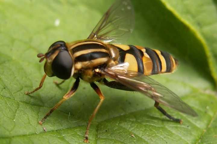 Опасна ли муха журчалка. личинка мухи-журчалки: вред и польза