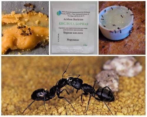 Борная кислота от муравьёв в огороде и дома: как действует, рецепты, меры предосторожности