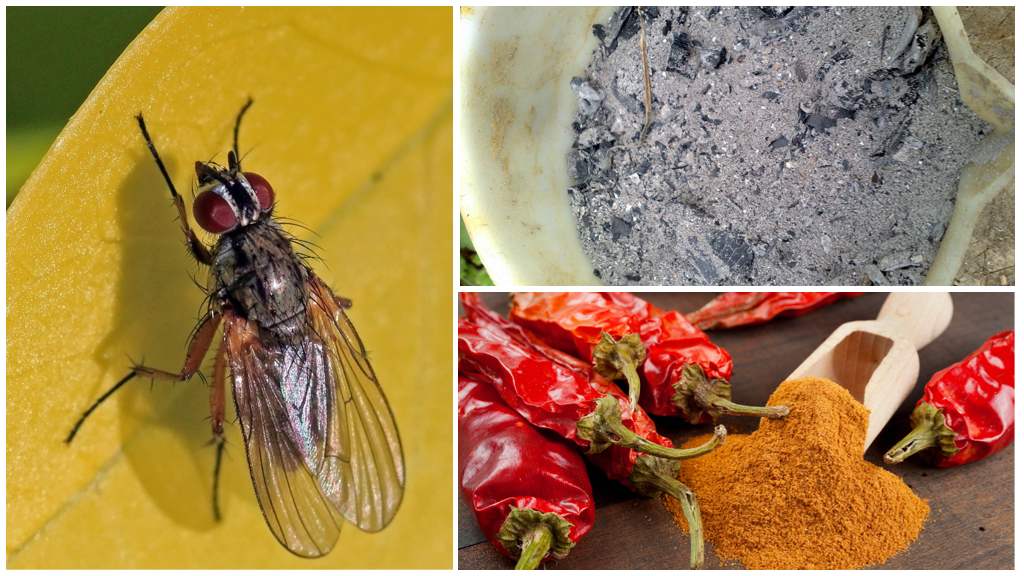 Вишневая муха: сроки обработки и методы борьбы