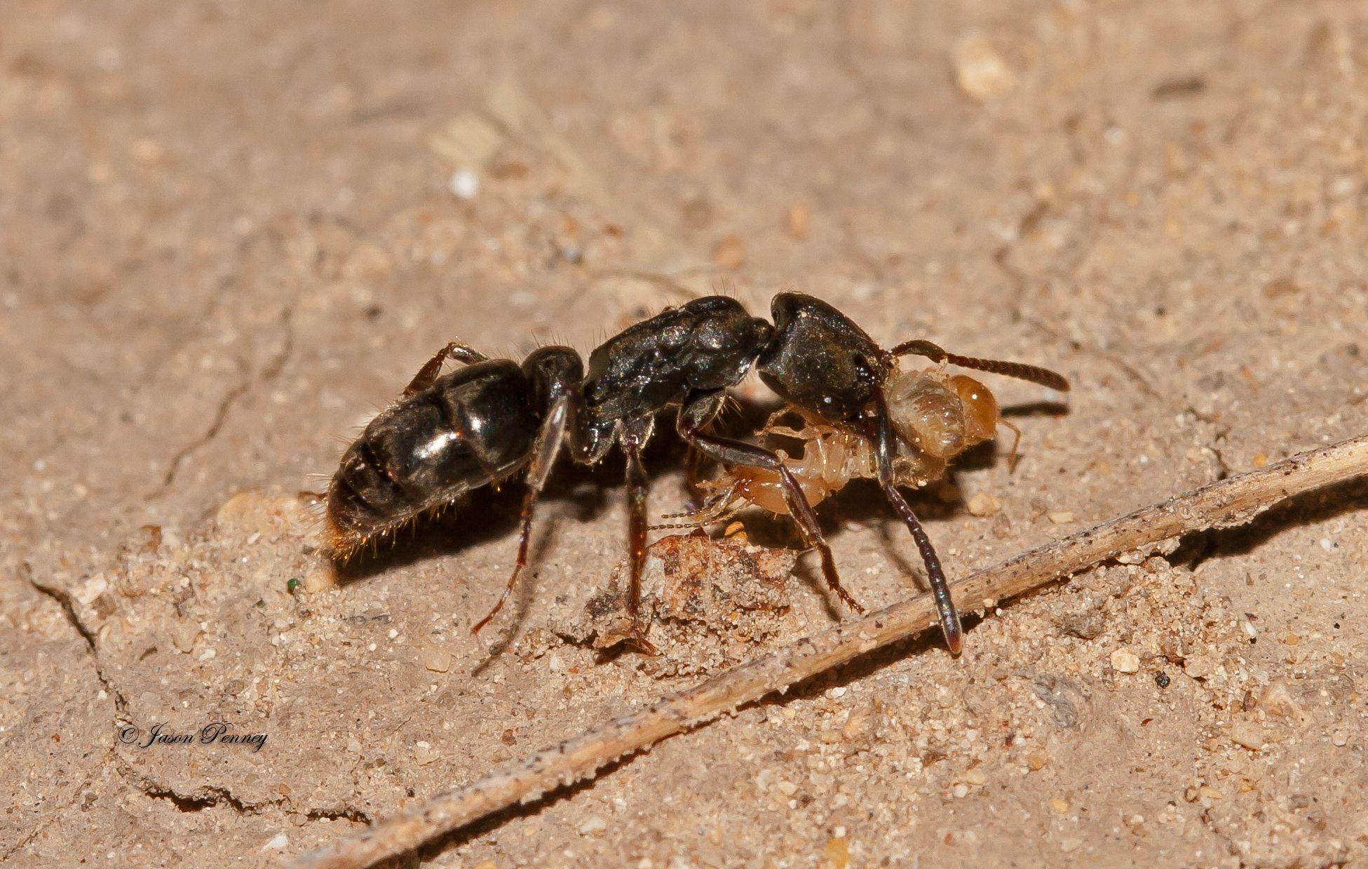 Кто ест муравьев из животных