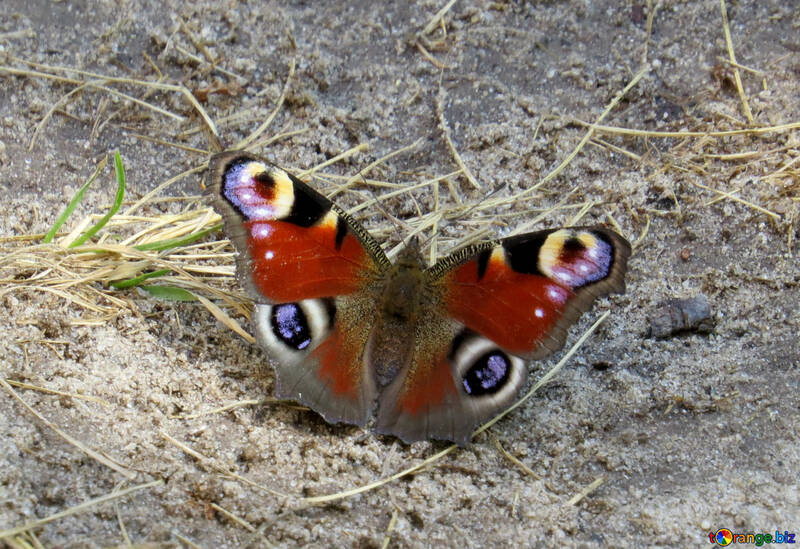 Бабочка павлиний глаз — фото и образ жизни
