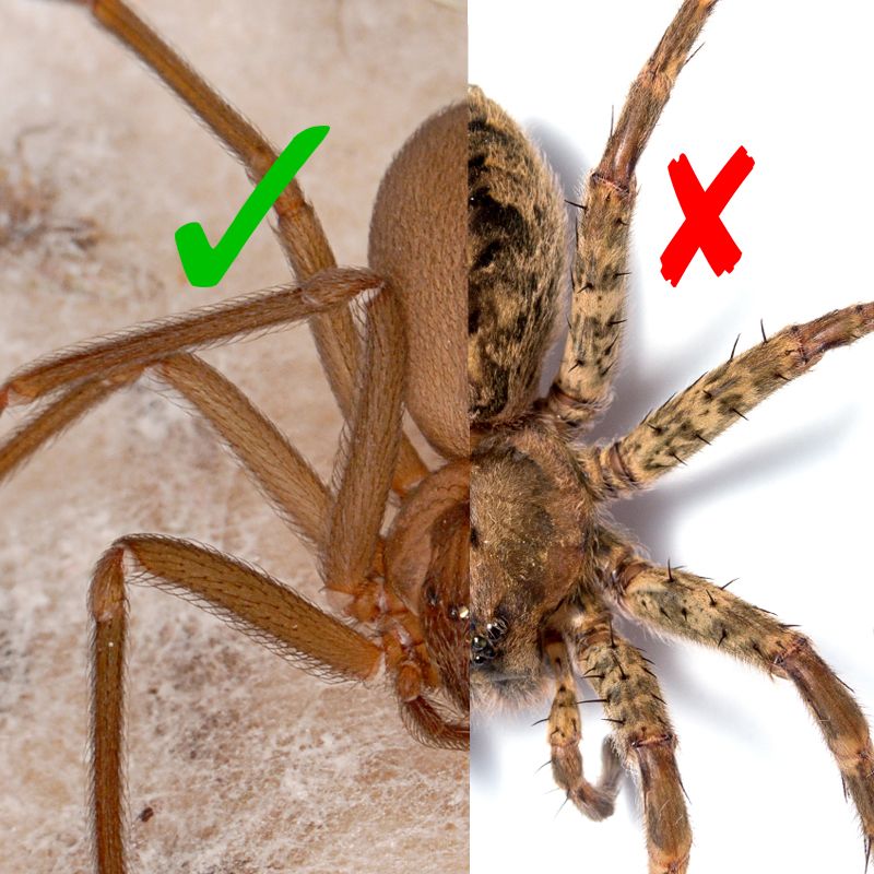 Могут ли укусить домашние пауки