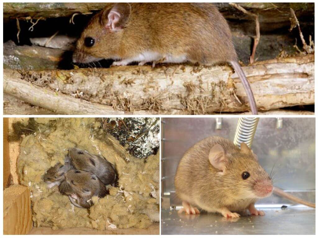 Домовые мыши