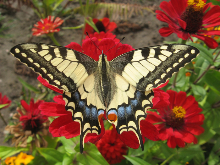Махаон приспособления к среде обитания. образ жизни и описание бабочки махаон